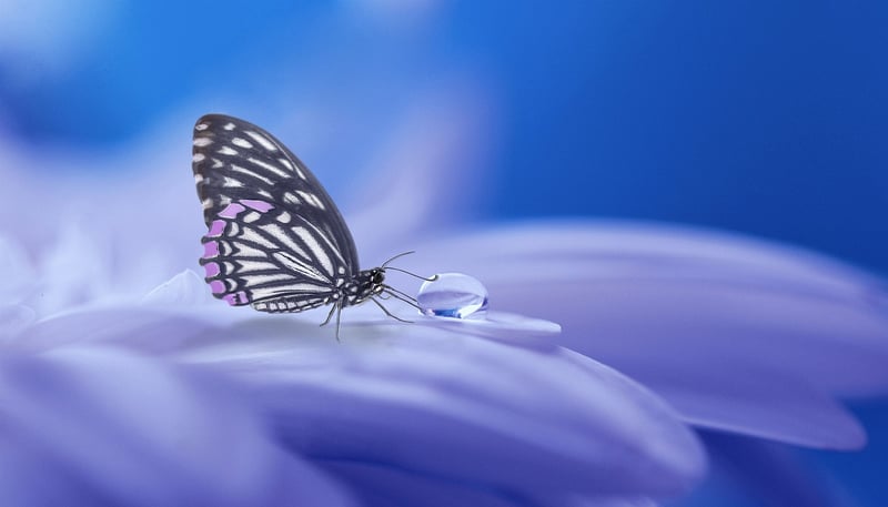Mystical Decor Image